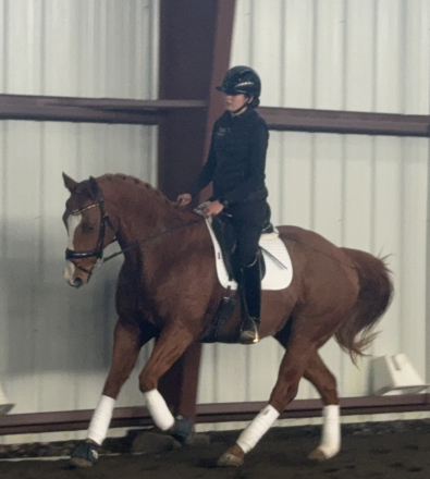 HorseID: 2304476 Bird - PhotoID: 1087489