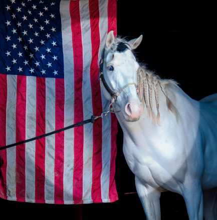 HorseID: 2304480 Dingo - PhotoID: 1087467