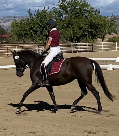 HorseID: 2304482 Tenaya - PhotoID: 1087468