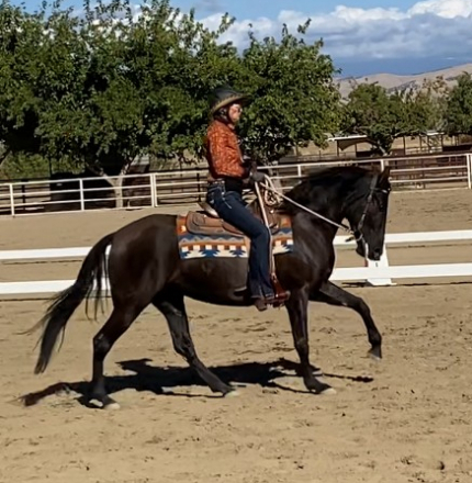 HorseID: 2304482 Tenaya - PhotoID: 1087469