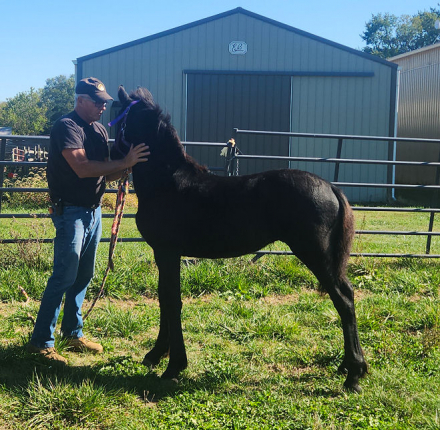 HorseID: 2304491 Disco HM - PhotoID: 1087472