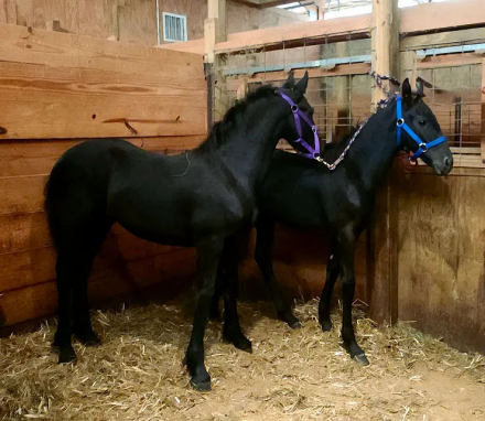 HorseID: 2304491 Disco HM - PhotoID: 1087473