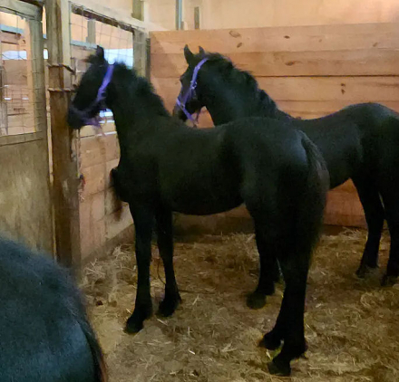 HorseID: 2304491 Disco HM - PhotoID: 1087474