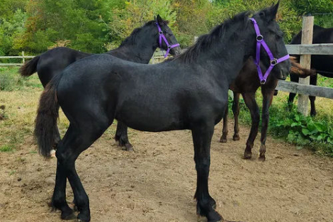 HorseID: 2304491 Disco HM - PhotoID: 1087475