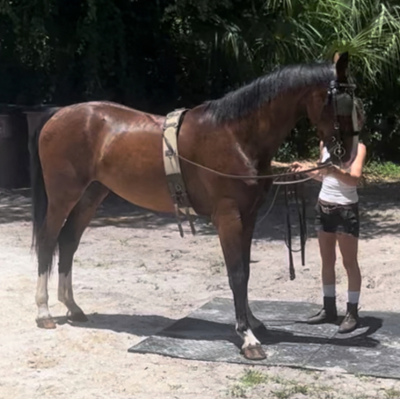 HorseID: 2304493 Rhapsidee GFF (willow) - PhotoID: 1087577