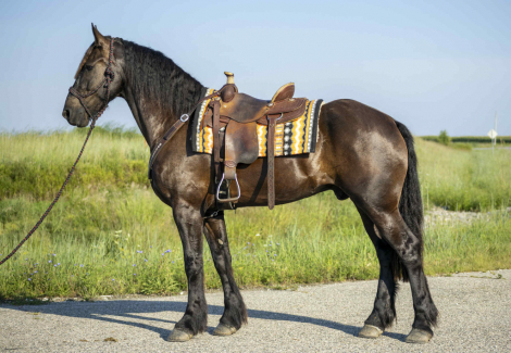 HorseID: 2304497 Big Boy - PhotoID: 1087724