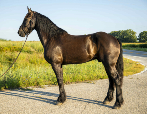 HorseID: 2304497 Big Boy - PhotoID: 1087726