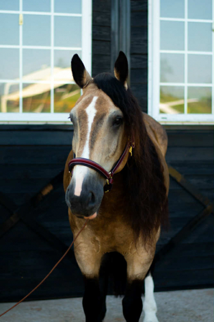 HorseID: 2304509 Sampson - PhotoID: 1087485