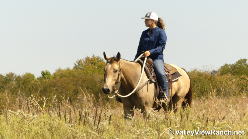 HorseID: 2304515 Sun Of A Chip - PhotoID: 1087492