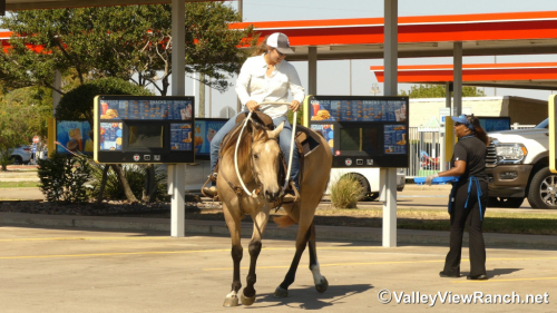 HorseID: 2304515 Sun Of A Chip - PhotoID: 1087493