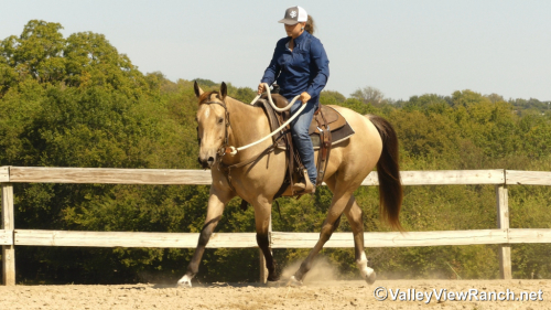 HorseID: 2304515 Sun Of A Chip - PhotoID: 1087494