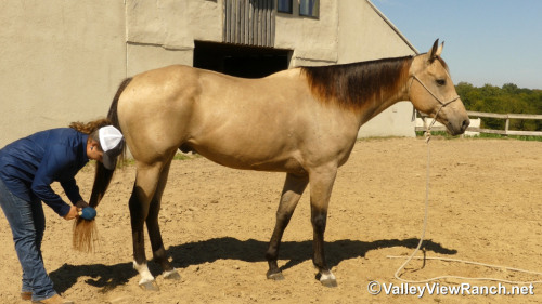 HorseID: 2304515 Sun Of A Chip - PhotoID: 1087495