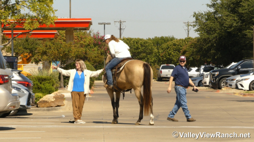 HorseID: 2304515 Sun Of A Chip - PhotoID: 1087496
