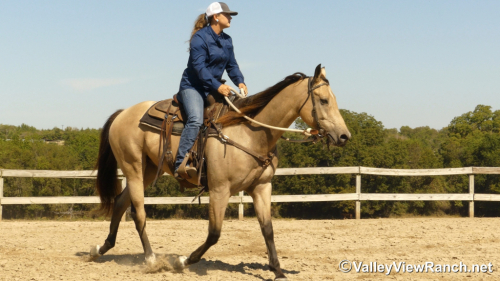 HorseID: 2304515 Sun Of A Chip - PhotoID: 1087497