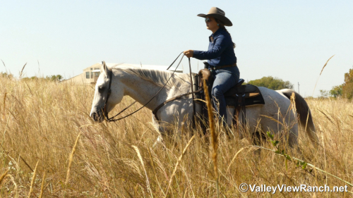 HorseID: 2304517 Stetson - PhotoID: 1087498