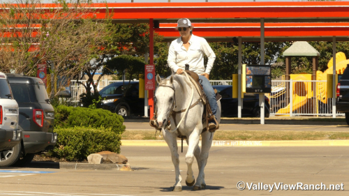 HorseID: 2304517 Stetson - PhotoID: 1087499