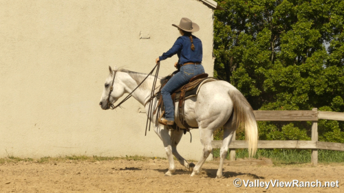 HorseID: 2304517 Stetson - PhotoID: 1087500