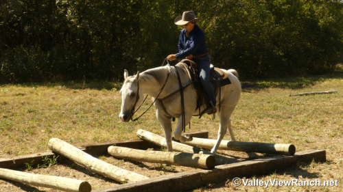 HorseID: 2304517 Stetson - PhotoID: 1087501