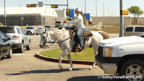 HorseID: 2304517 Stetson - PhotoID: 1087502