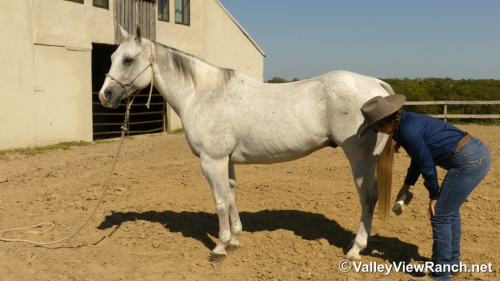 HorseID: 2304517 Stetson - PhotoID: 1087503