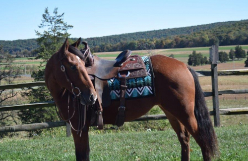 HorseID: 2304520 Sage - PhotoID: 1087504