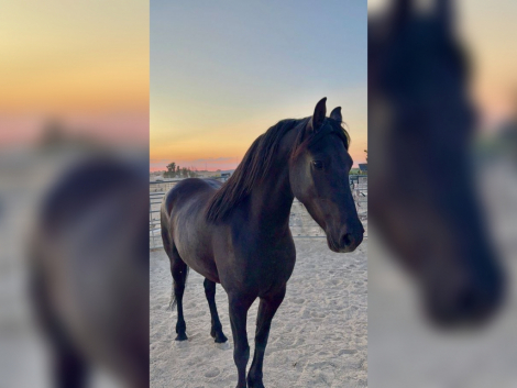 HorseID: 2304521 Cadenza Ara aka Aria - PhotoID: 1087578