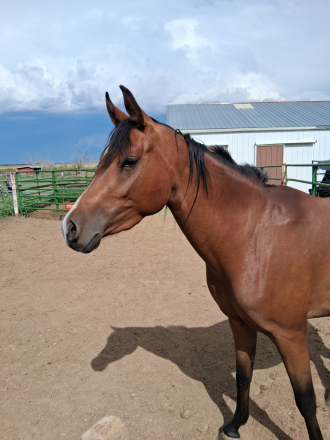 HorseID: 2304523 Dystant Fire - PhotoID: 1087515