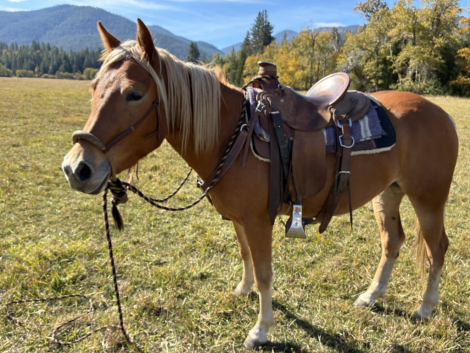 HorseID: 2304524 Arley - PhotoID: 1087510