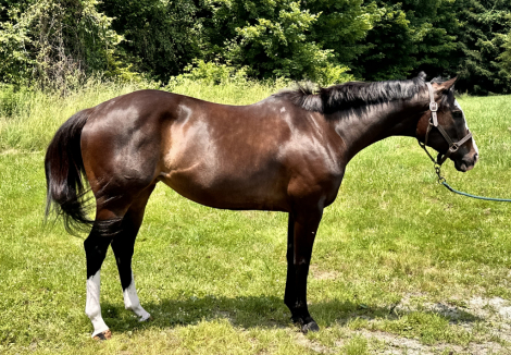 HorseID: 2304530 Fancy- Diamond Temptation - PhotoID: 1087513