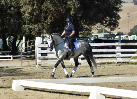 HorseID: 2304535 Lancelot - PhotoID: 1087516