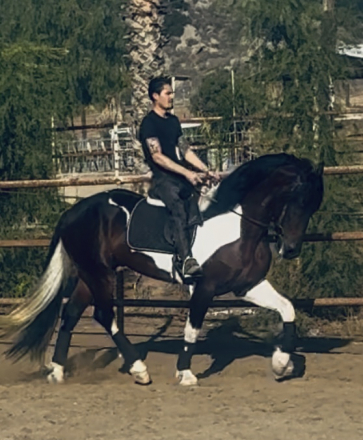 HorseID: 2304541 Picasso - PhotoID: 1087523