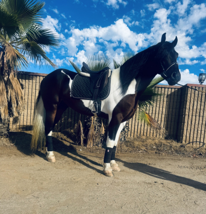 HorseID: 2304541 Picasso - PhotoID: 1087524