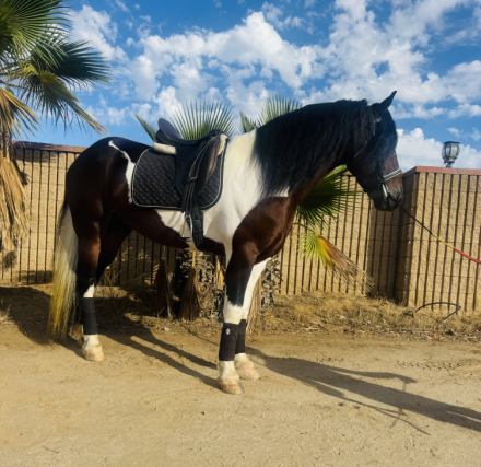 HorseID: 2304541 Picasso - PhotoID: 1087525