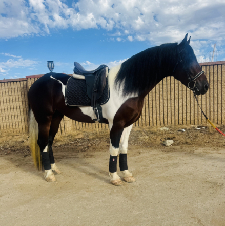 HorseID: 2304541 Picasso - PhotoID: 1087526