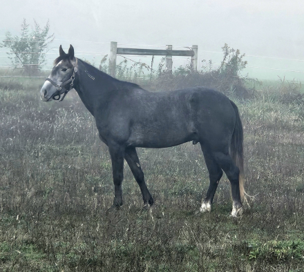 HorseID: 2304548 Bourbon - PhotoID: 1087615