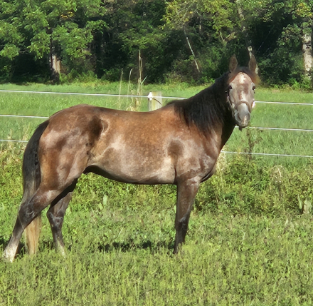 HorseID: 2304548 Bourbon - PhotoID: 1087616