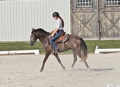 HorseID: 2304548 Bourbon - PhotoID: 1087617