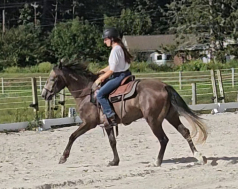 HorseID: 2304548 Bourbon - PhotoID: 1087618