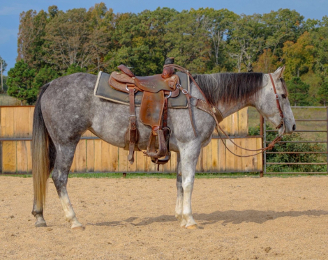 HorseID: 2304550 PG Sixbee 1178 - PhotoID: 1087542