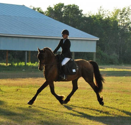 HorseID: 2304555 Tolstoi - PhotoID: 1087553