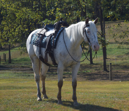 HorseID: 2304557 Hazel - PhotoID: 1087705