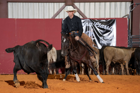 HorseID: 2304558 Diablos Witchy Woman - PhotoID: 1087665