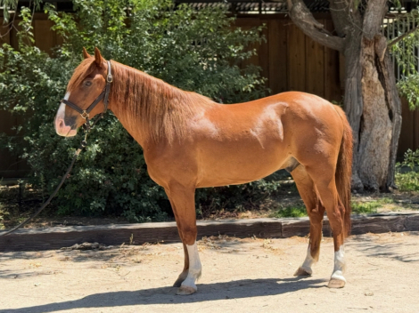 HorseID: 2304560 Tavish - PhotoID: 1087664