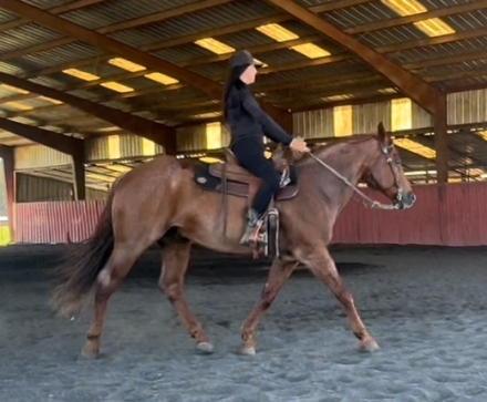 HorseID: 2304561 Titan - PhotoID: 1087702