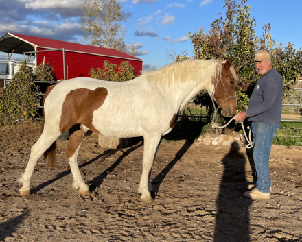 HorseID: 2304563 Stag Creek's Seminole Mesa - PhotoID: 1087565