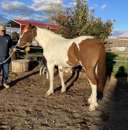 HorseID: 2304563 Stag Creek's Seminole Mesa - PhotoID: 1087566