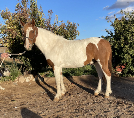 HorseID: 2304563 Stag Creek's Seminole Mesa - PhotoID: 1087567