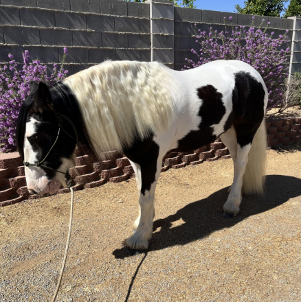 HorseID: 2304564 HV Woolly Tornando Odelia - PhotoID: 1087563