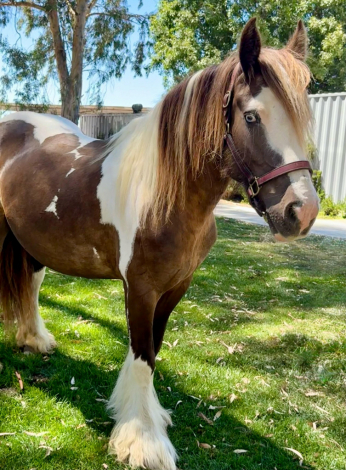 HorseID: 2304572 Laced in Splendor - PhotoID: 1087591