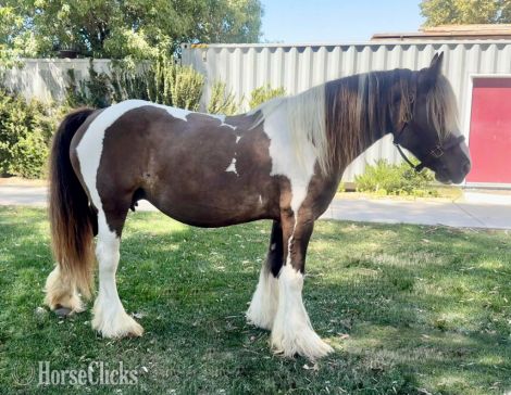 HorseID: 2304572 Laced in Splendor - PhotoID: 1087592